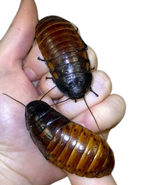 Roaches Dubia, Turkistan, Palmetto, Hissing, Lobster