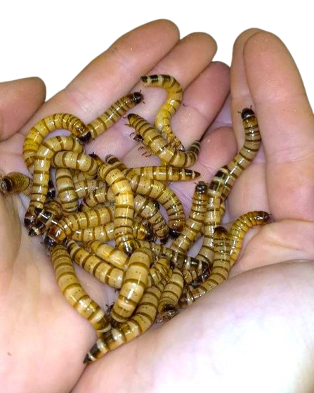 Worms Mealworm, Superworm