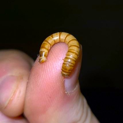 my_pic_mealworm