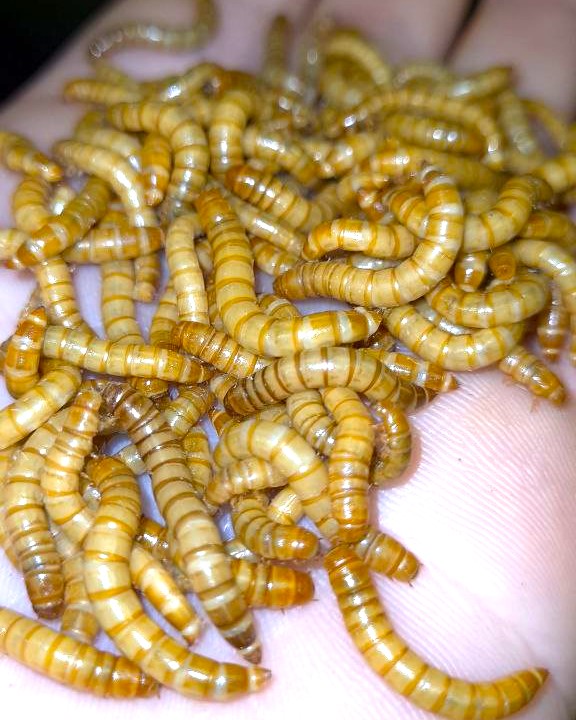 my_pic_mealworms_1