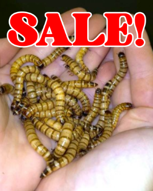 sw_sale_2025_custom