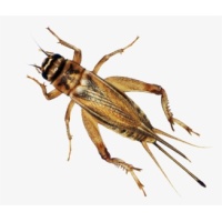 156-1568142_transparent-cricket-bug-png-hausschaben-png-download