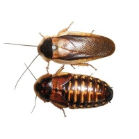 blaptica-dubia-roach