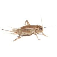 grey_cricket_1180969428