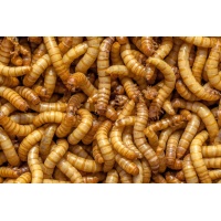mealworm_1397561472