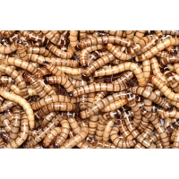 superworms